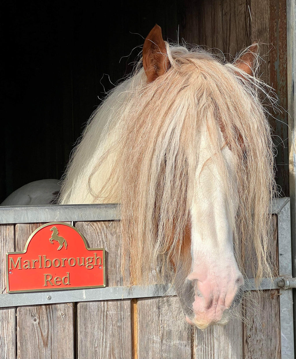 Palomino pony looking over a stable door with a red double motif name plate