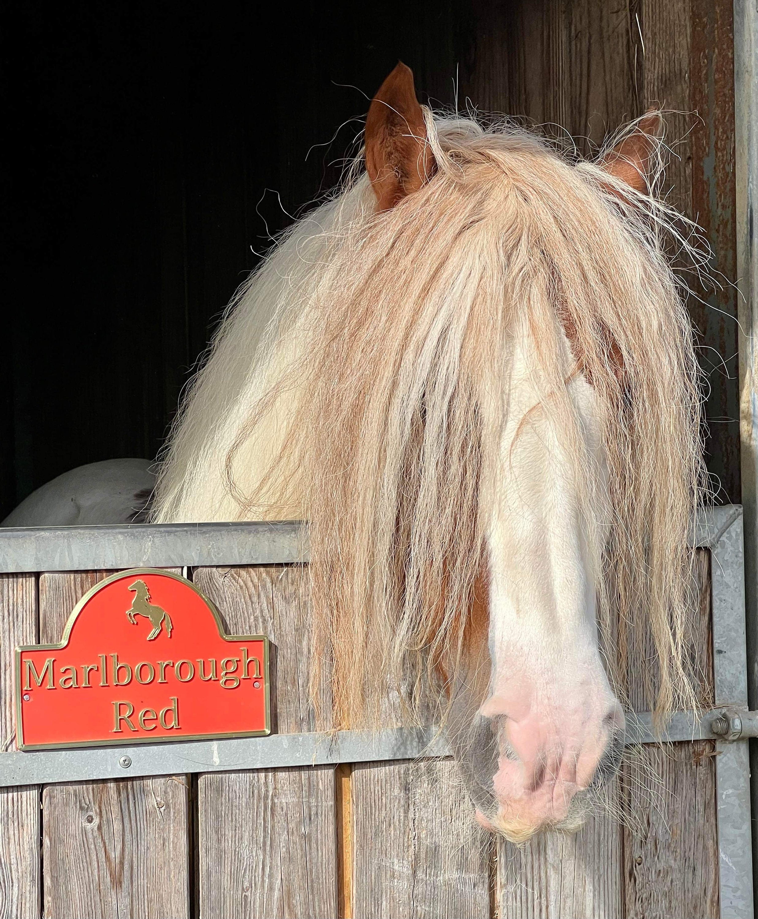 Palomino pony looking over a stable door with a red double motif name plate
