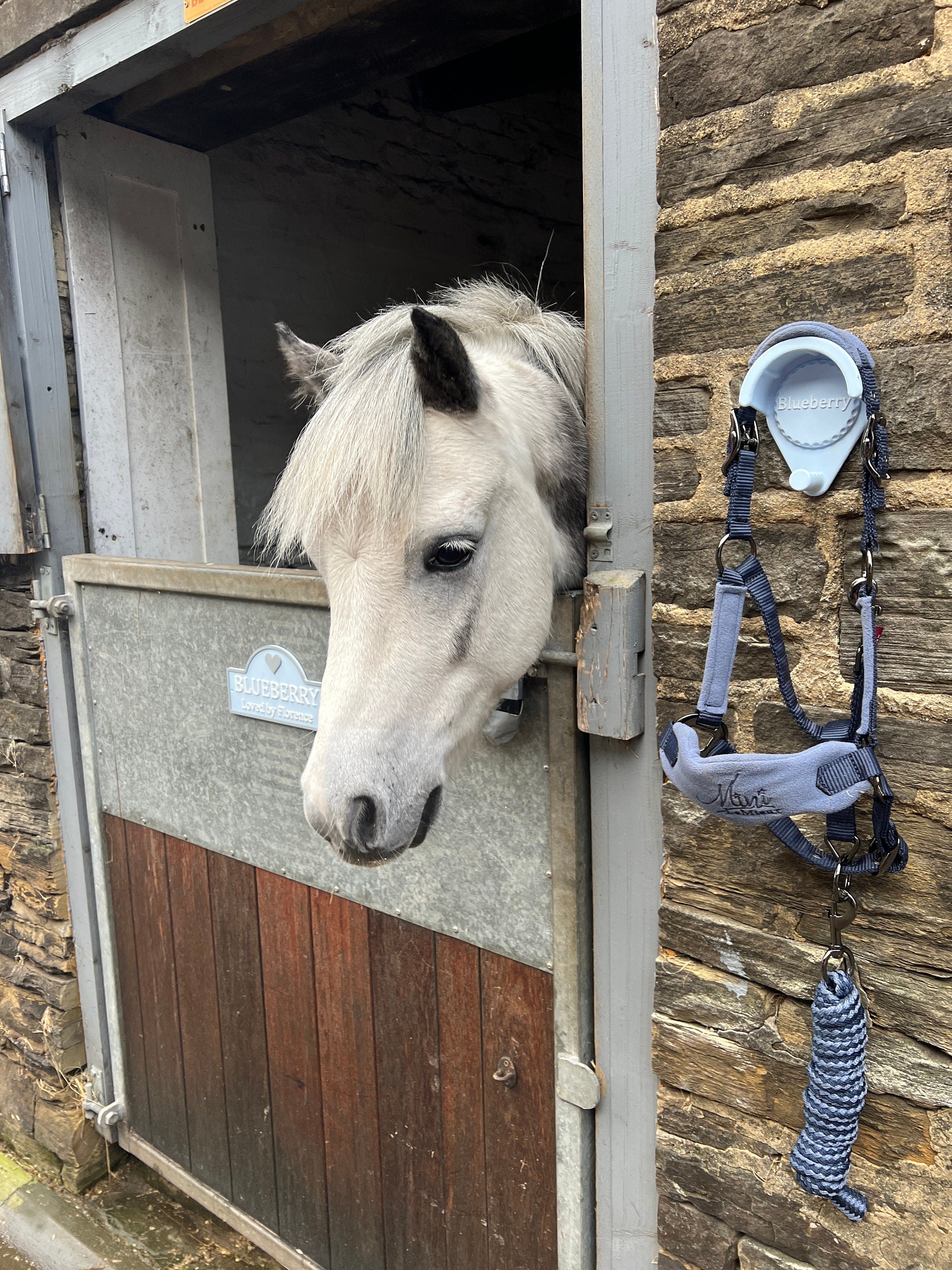 Blue bridle holder mounted beside a stable door holding a head collar and lead rope